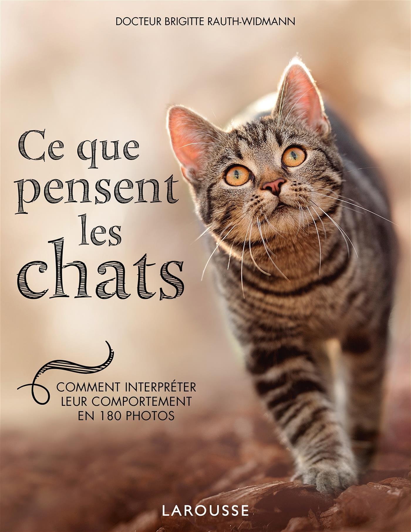 Ce Que Pensent Les Chats : Comment Interpréter Leur Comportement En 18 ...